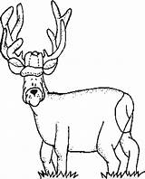 Coloring Hunting Deer Pages Woods Color Printable Library Colouring Clipart Popular Print Clip Coloringhome sketch template