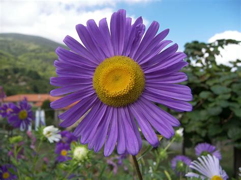 flower  aster alpines flower