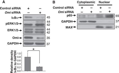 protease omi cleaves  mitogen activated protein kinase kinase mek  inhibit microglial