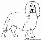 Spaniel Springer Coloring Pages Cocker Dog Breed 254px 79kb Puppy Template Designlooter sketch template