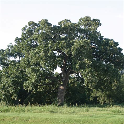 oak bur austintexasgov