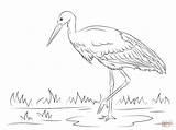 Coloring Pages Stork Clipart Printable Storks Drawing sketch template