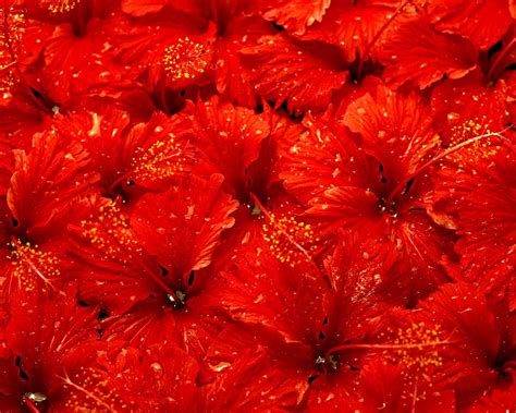 obrazek na plochu pc zdarma spousta cervenych kvetin wwwobrazkynaplochucom