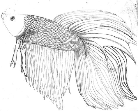 realistic betta fish coloring page coloringbay