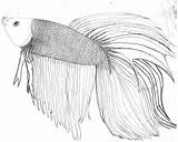 Fish Betta Coloring Pages Realistic Sketch Info Some Drawing Deviantart Colouring Drawings Coloringbay Printable Sketches Getdrawings Paintingvalley Choose Board sketch template