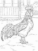Rooster Brilliant sketch template