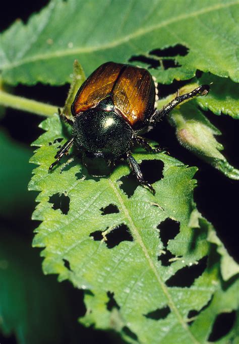 japanese beetles how to control kill and get rid of japanese beetles