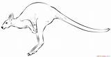 Kangaroo Draw Hopping Drawing Jumping Supercoloring Step Drawings Kids Cartoon Tutorials Animal Cool Styles sketch template