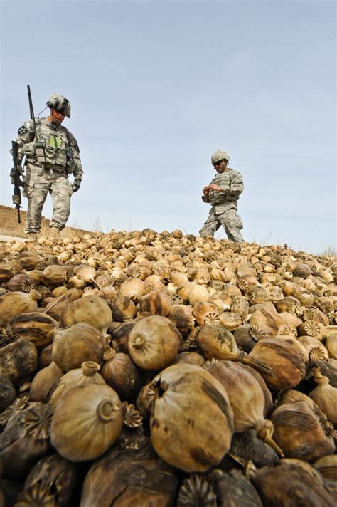 drug war american troops are protecting afghan opium u s occupation leads to all time high