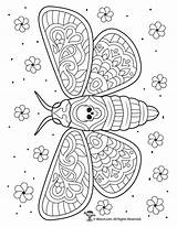 Moth Intricate Coloringbay sketch template