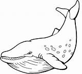 Whale Coloring Pages Preschool Printable Animals sketch template