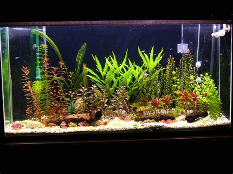 aquarium plants real  artificial