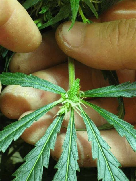 10 Odd Realities With Pictures About Growing Cannabis Plants Sex