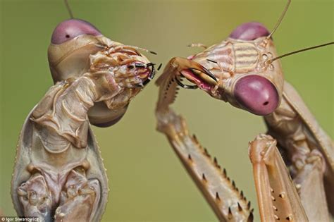 the dance of death male praying mantises dance seductively to attract a mate who will later