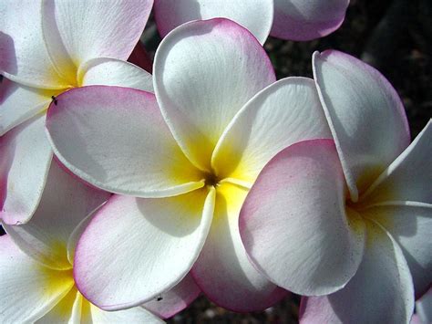 sara hannam hawaiian tropical flowers names  astounding list