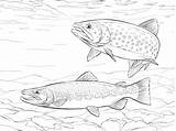 Trout Coloring Pages Brown Fish Rainbow Drawings Drawing Brook Printable Supercoloring Saltwater Colouring Fishing Adult Color Wonderfully Template Kids Sea sketch template