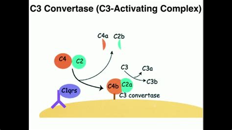 classical pathway  complement activation doovi