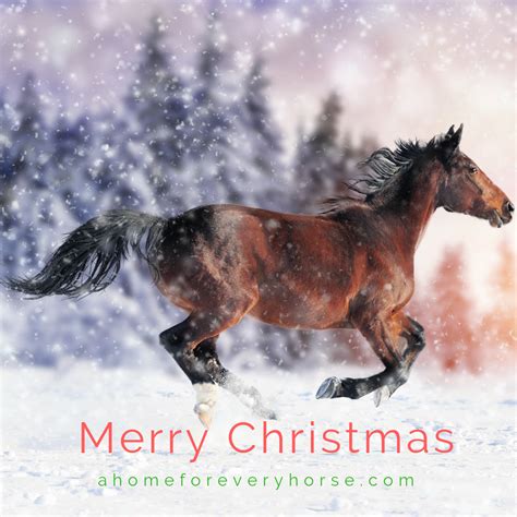 christmas horse quotes pics beste obd diagnosegeraet test
