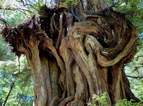big cedar tree  olympic national park hidden gem