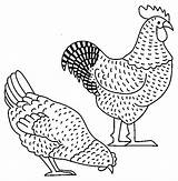 Colorat Gaina Coloriage Coq Cocos Imagini Fattoria Cocosi Hahn Kury Planse Hen Fise Desene Kolorowanki Koguty Animale P14 Gallo Colorare sketch template