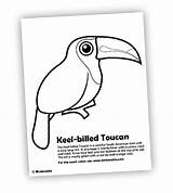 Coloring Toucan Pages Billed Keel Birdorable Bird Designlooter 39kb sketch template