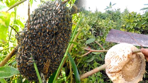 Easy Harvesting Honey From Honey Bees Life Of Natural