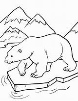 Polar Bear Coloring Pages Arctic Animals Printable Animal Kids Template Print Colouring Bears Sheets Outline Fox Cute Everfreecoloring Colorir Baby sketch template
