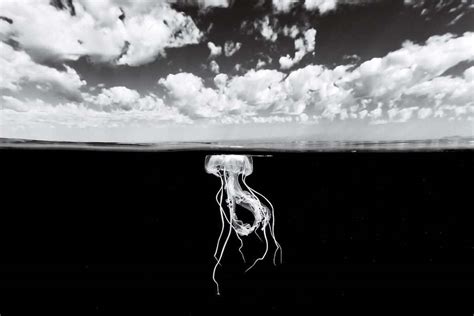 gorgeous photos of undersea life in black and white