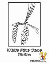 Flower Coloring Maine Pine State Pages Cone Drawing Tassel States Cones Kids Usa Colors Flowers School Montana Sheet Printables Tassels sketch template