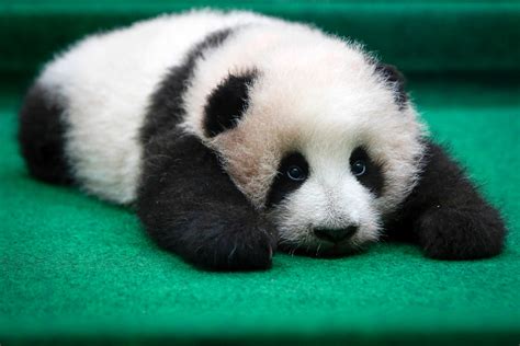 steam community guide cute pandas  admire  waiting