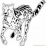Cheetah Puma Cheetos Ausdrucken Coloringpages101 Raskrasil Malvorlagen sketch template