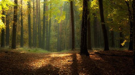 sunny day   forest wallpapers  images wallpapers pictures