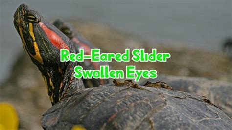 red eared slider swollen eyes symptoms causes and treatment