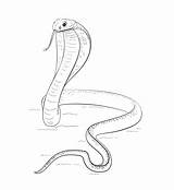 Cobra Spitting Dibujosonline Colorironline Serpiente sketch template