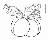 Coloring Apricot Fruits Fruit Pages Drawing Kids Printable Plum Apricots Colouring Tree 4kids Veggies Sheets Designlooter Peach Apple Fructe Getdrawings sketch template