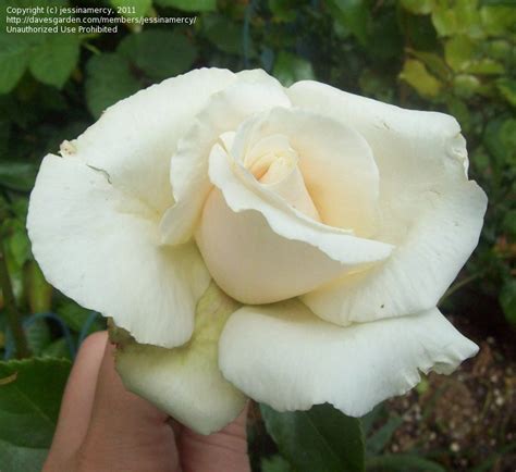 Plantfiles Pictures Hybrid Tea Rose Anastasia Rosa By Jessinamercy