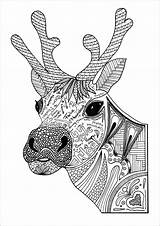 Ausmalen Kleurplaat Reindeers Colouring Zen Adulte Adultcoloring sketch template