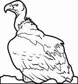 Vulture Coloring Printable Click sketch template