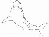 Reef Sharks sketch template
