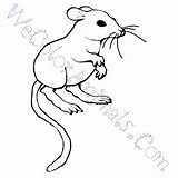 Rat Kangaroo Drawing Coloring Pages Click Paintingvalley sketch template