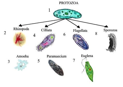 biology phylum protozoa askiitians