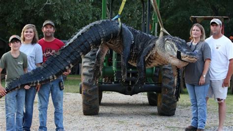 15 foot 1 000 pound alligator captured in alabama fox news
