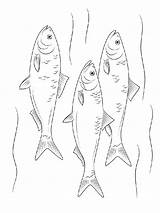 Coloring Herring Pages Fish Recommended Printable sketch template