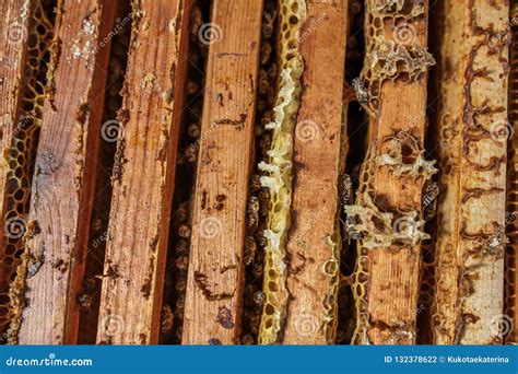 de open bijenkorf met bijen kruipt langs de bijenkorf op honingraat houten kader
