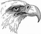 Eagle Head Bald Coloring Bird Drawing Sea Clipart Etc Anatomy Pages Usf Edu Line Illustration Vintage Drawings Gif Colouring Original sketch template