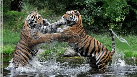 siberian tiger  play fighting sisters  sikaris  deviantart