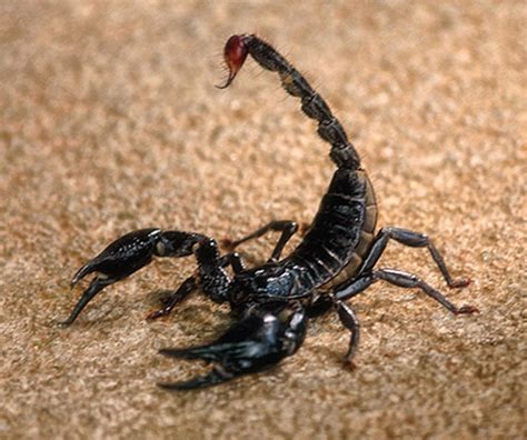traveling scorpion
