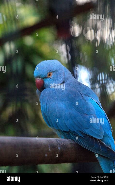 blue indian ringneck parrot psittacula krameri bird   ceylon      india