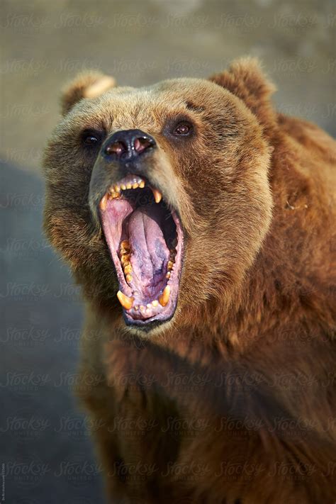 angry brown bear  stocksy contributor bo bo stocksy