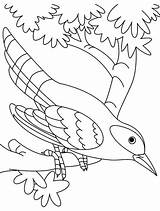 Cuckoo Coloring sketch template